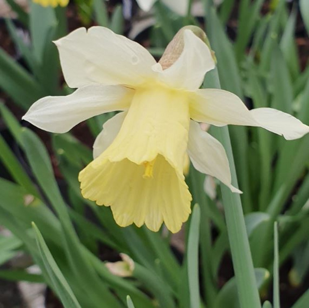 Narcissus (Daffodil) - dwarf, 'Snow Baby'. Loose per 10 bulbs ...