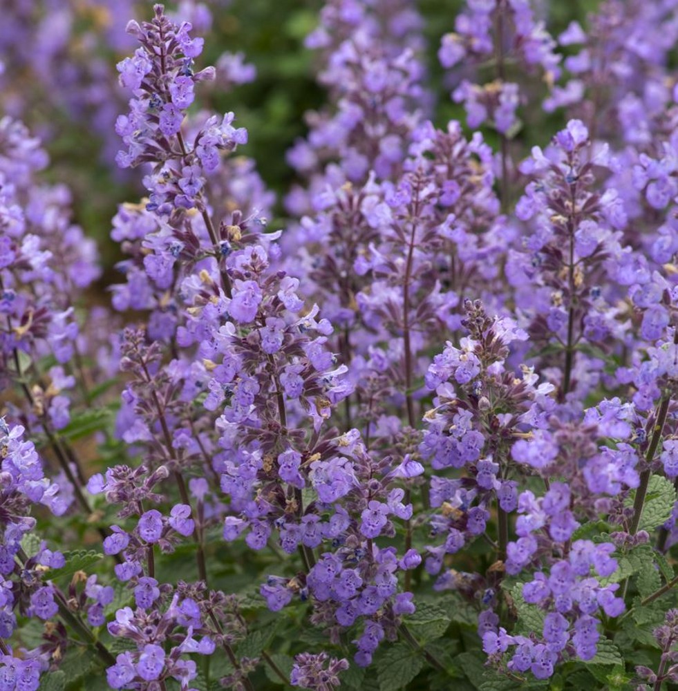 Nepeta 'Purrsian Blue' | Farmyard Nurseries