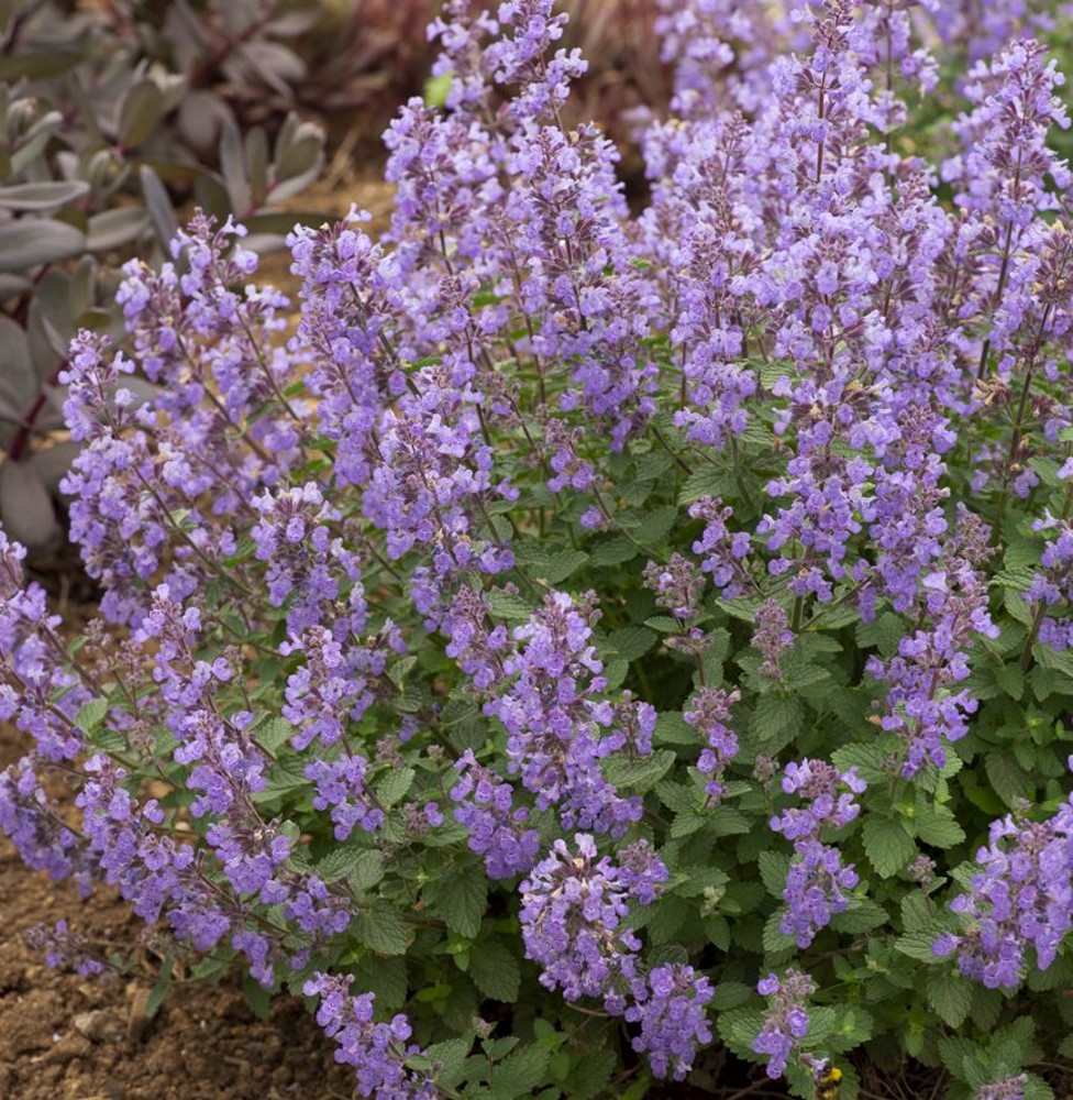 Nepeta 'purrsian Blue' 