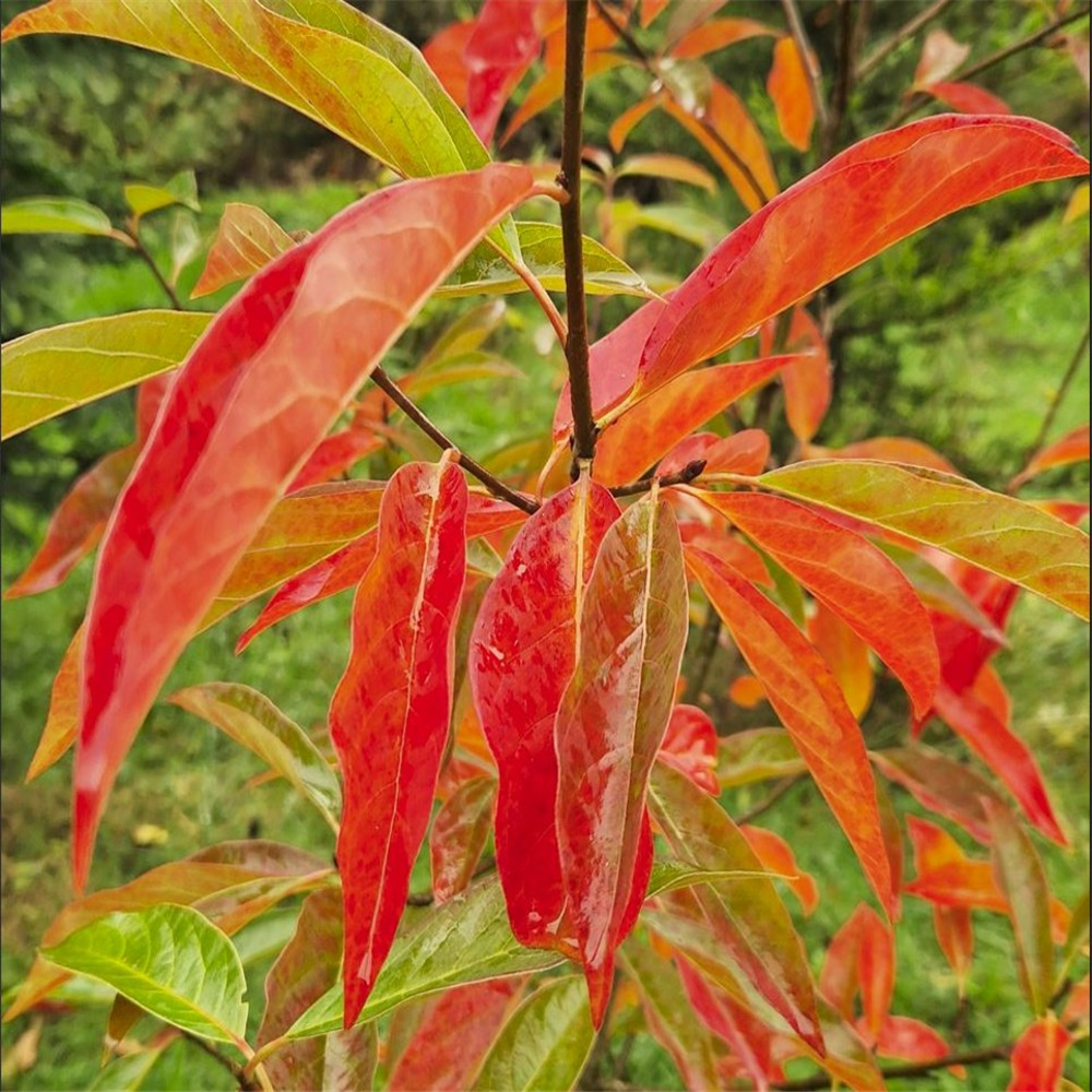 Nyssa sylvatica | Farmyard Nurseries