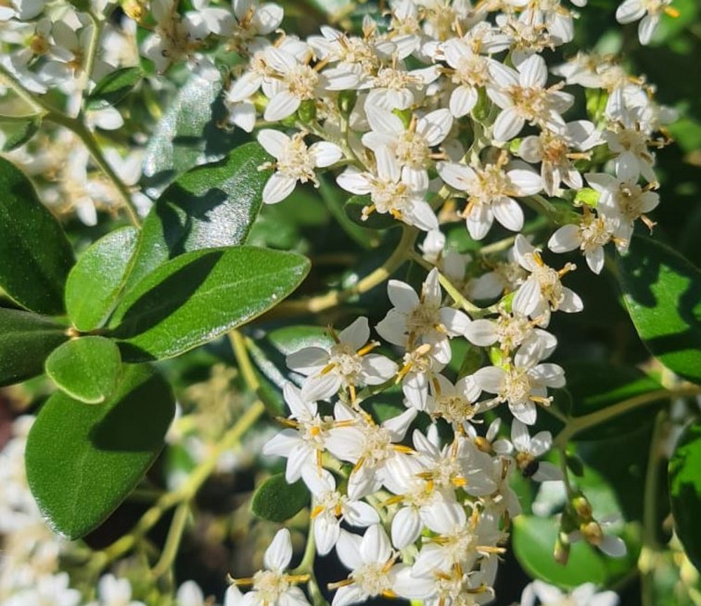 Olearia x haastii | Farmyard Nurseries