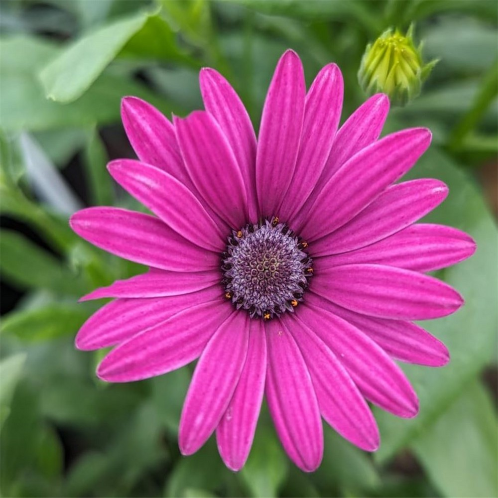 Osteospermum 'Tresco Purple' | Farmyard Nurseries