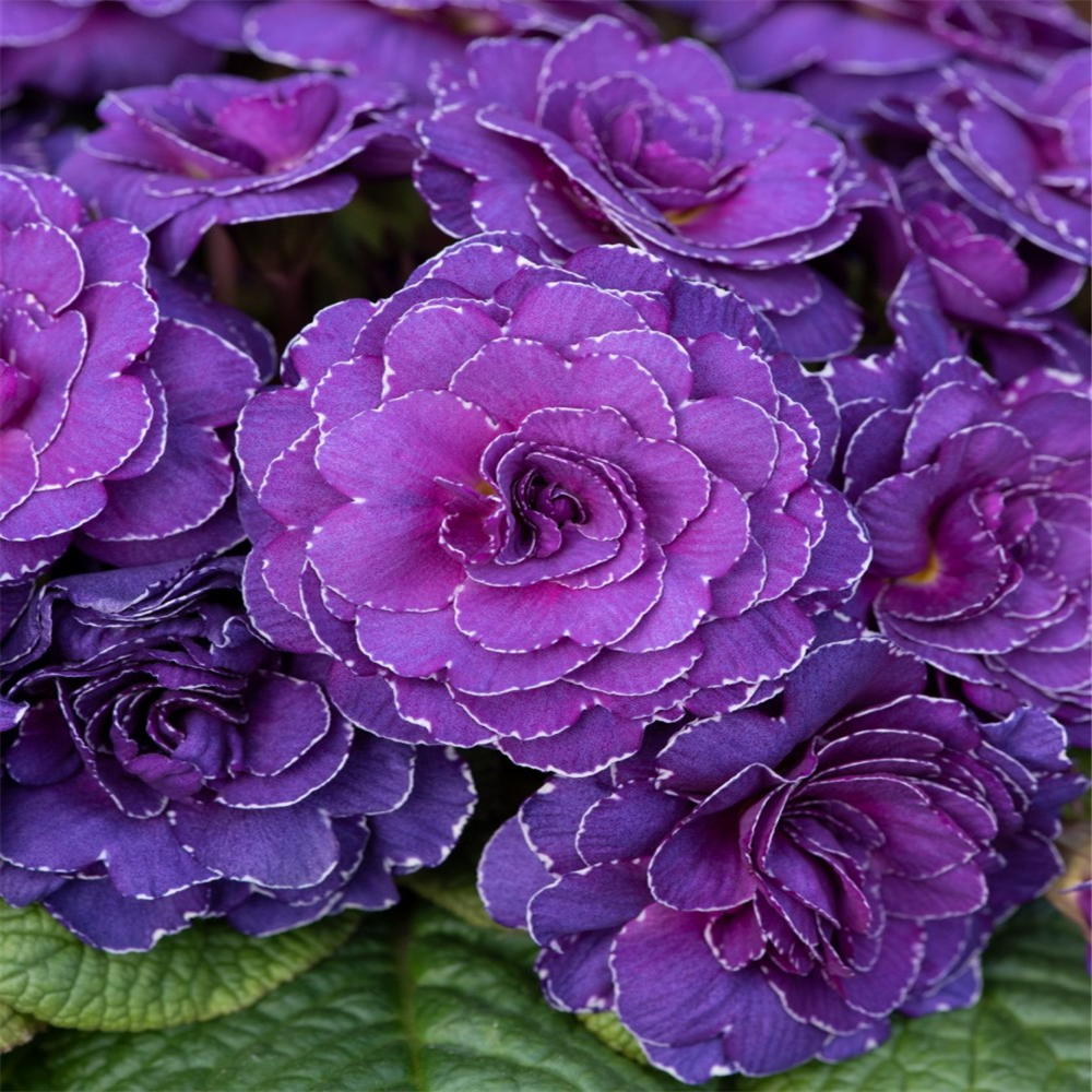 Primula 'Belarina Violetta' | Farmyard Nurseries