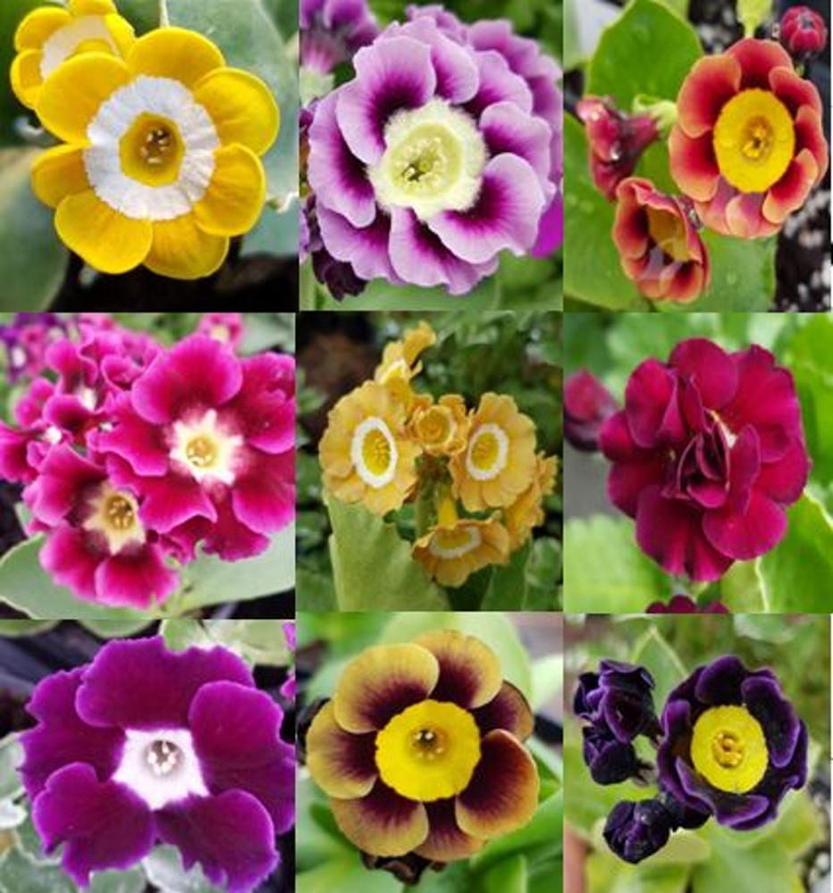 Primula auricula collection | Farmyard Nurseries