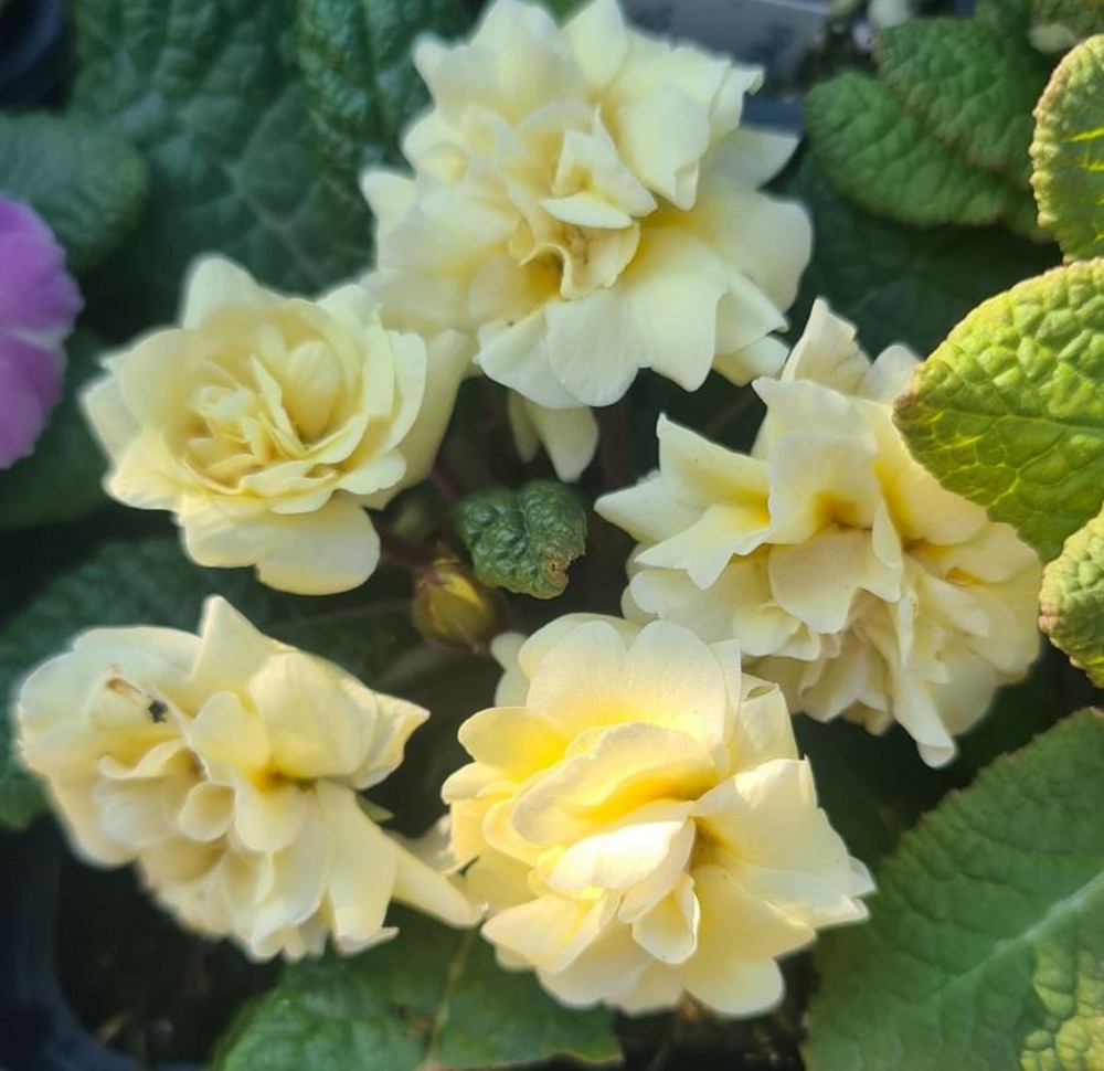 Primula 'Guernsey Cream' | Farmyard Nurseries