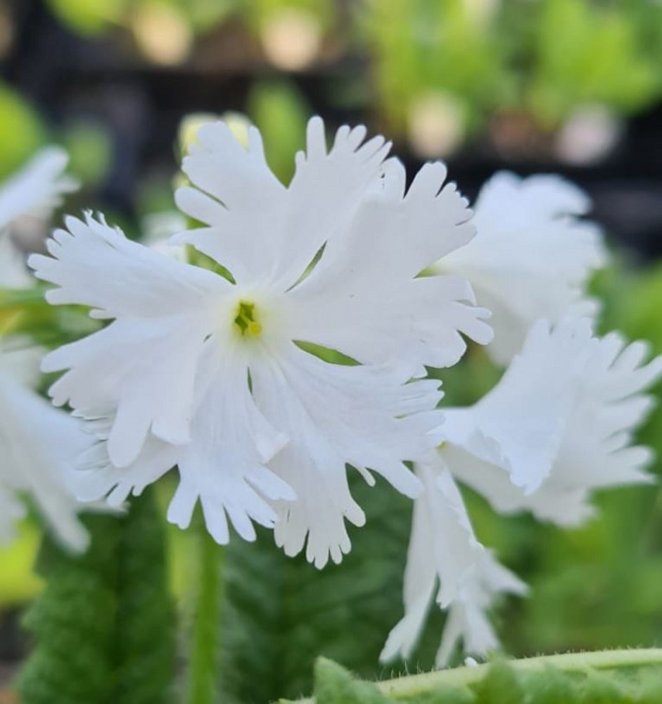 Primula sieboldii 'Swasasi' | Farmyard Nurseries