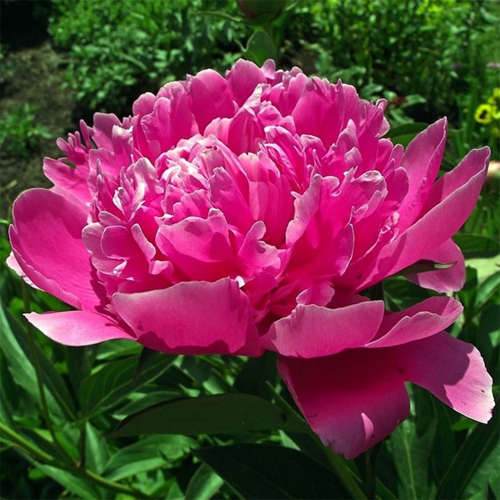 Paeonia lactiflora 'Felix Crousse' | Farmyard Nurseries