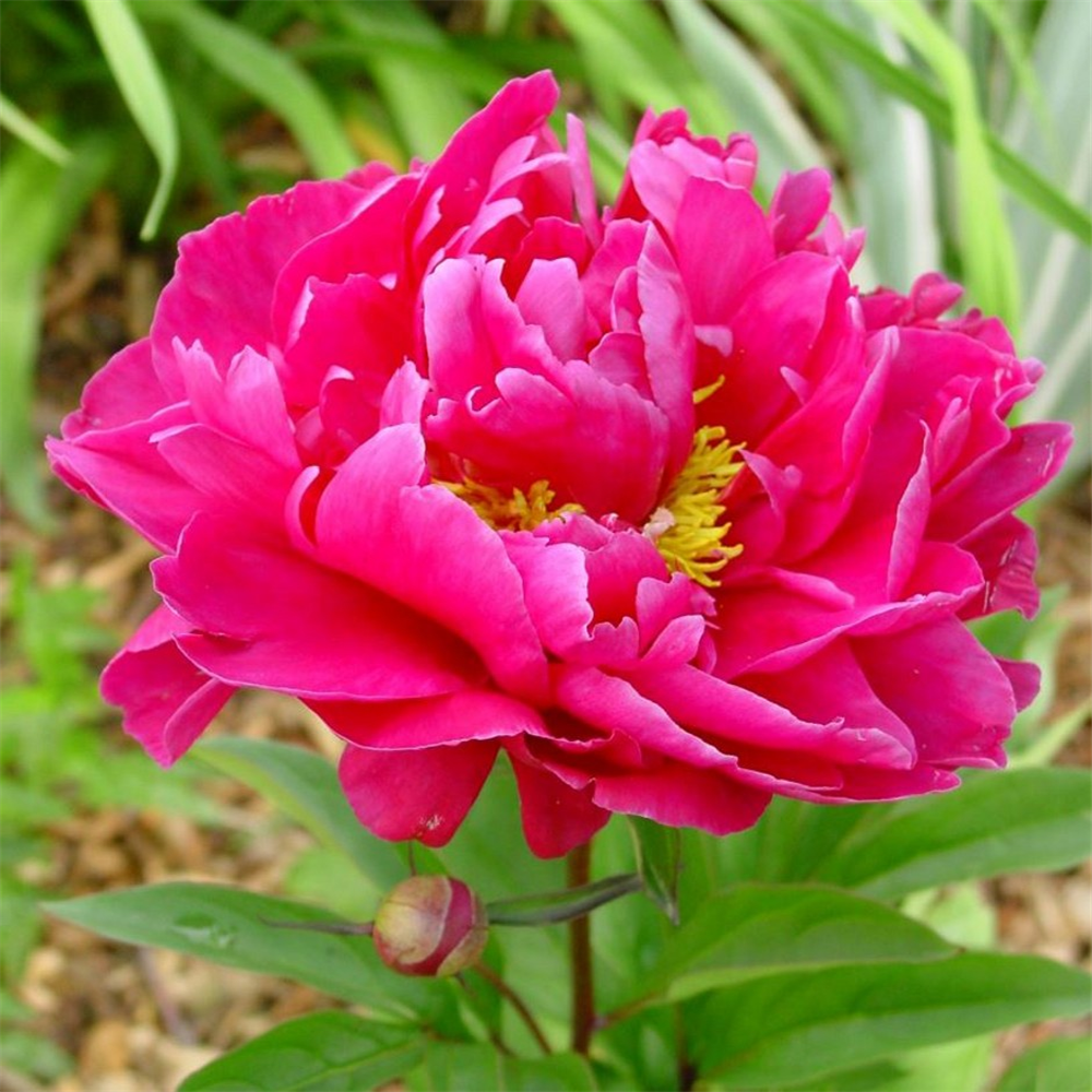 Paeonia 'Karl Rosenfield' | Farmyard Nurseries