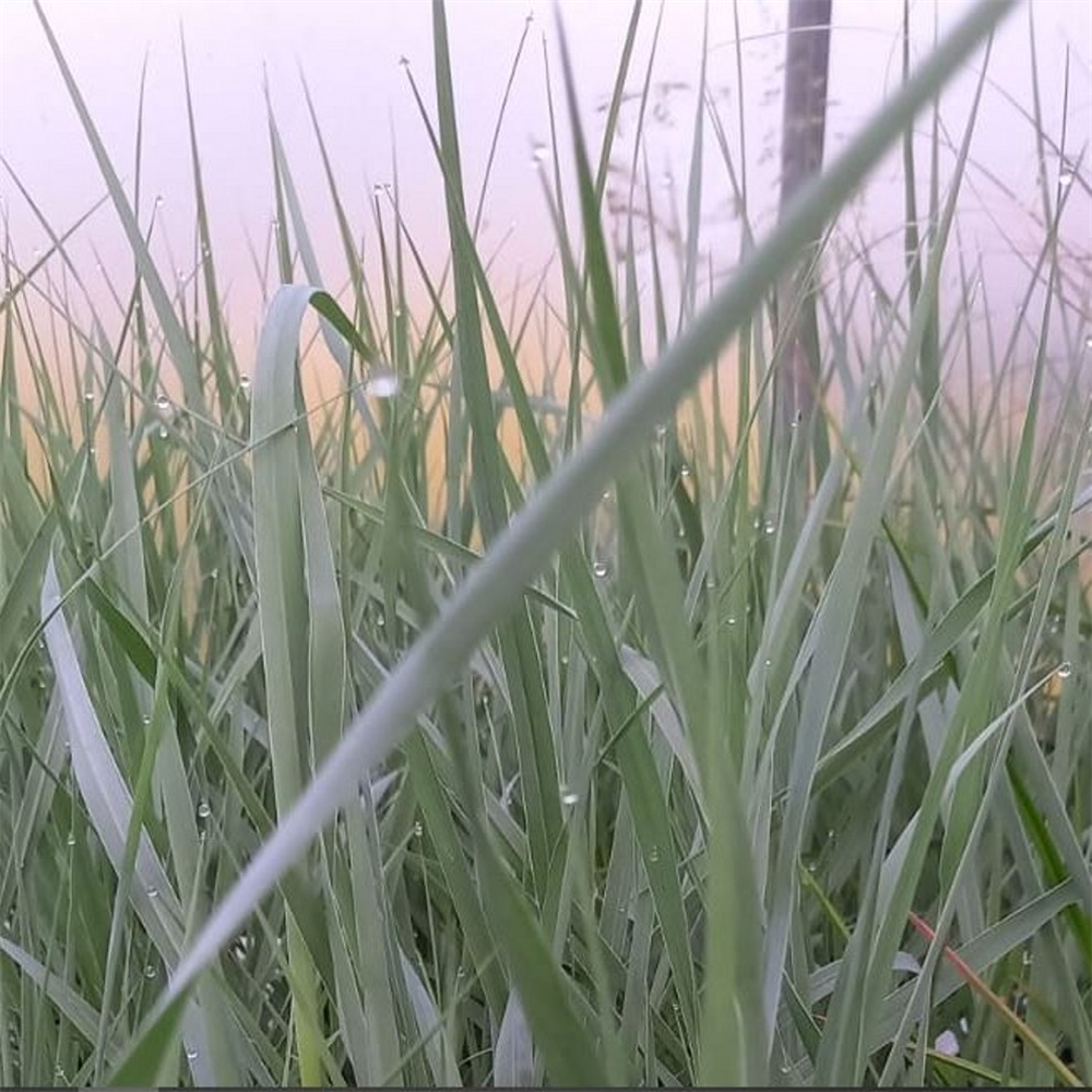 Panicum Virgatum 'prairie Sky' 