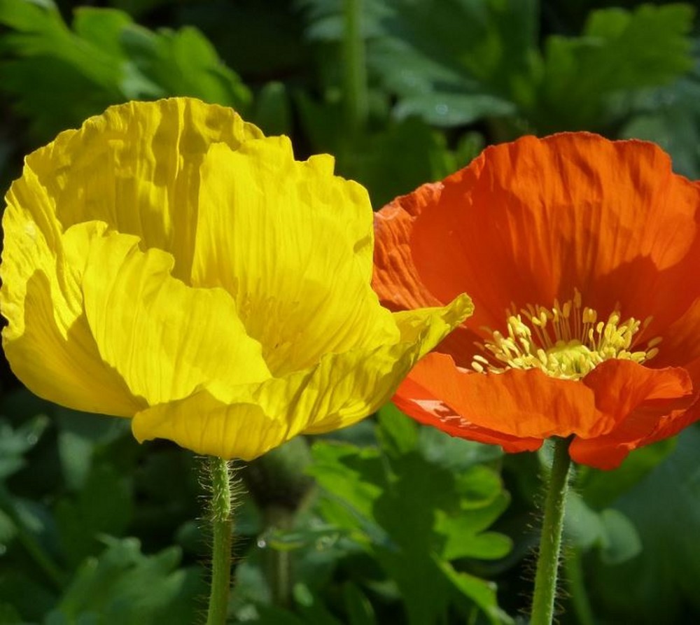 Papaver nudicaule 'Kelmscott Giants' | Farmyard Nurseries