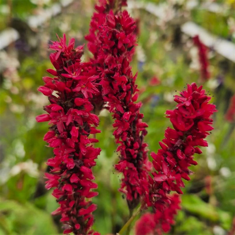 Persicaria 'Fat Domino' | Farmyard Nurseries