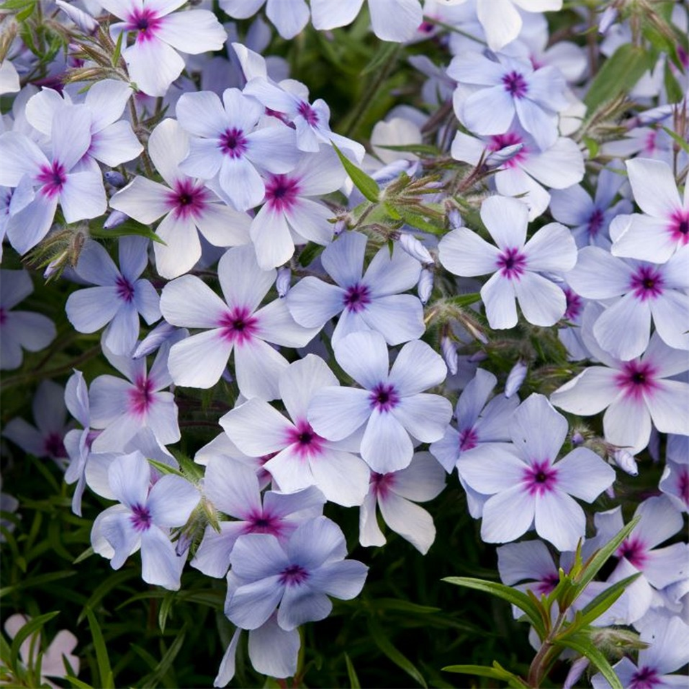 Phlox divaricata 'Chattahooccee' | Farmyard Nurseries