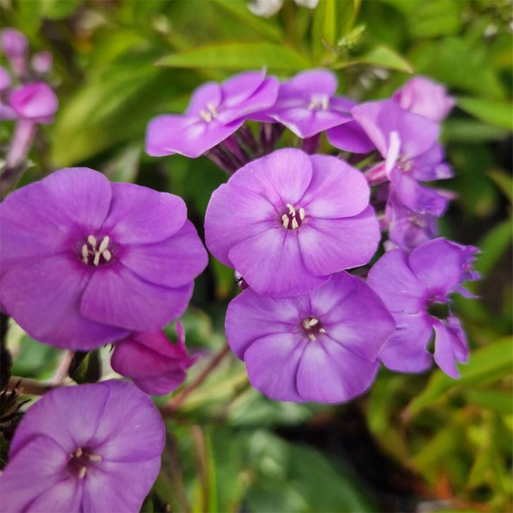 Phlox paniculata 'Super Ka-Pow Lavendar' | Farmyard Nurseries