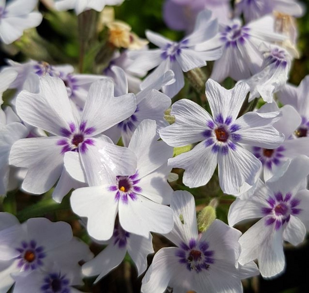 Phlox subulata 'Bavaria' | Farmyard Nurseries