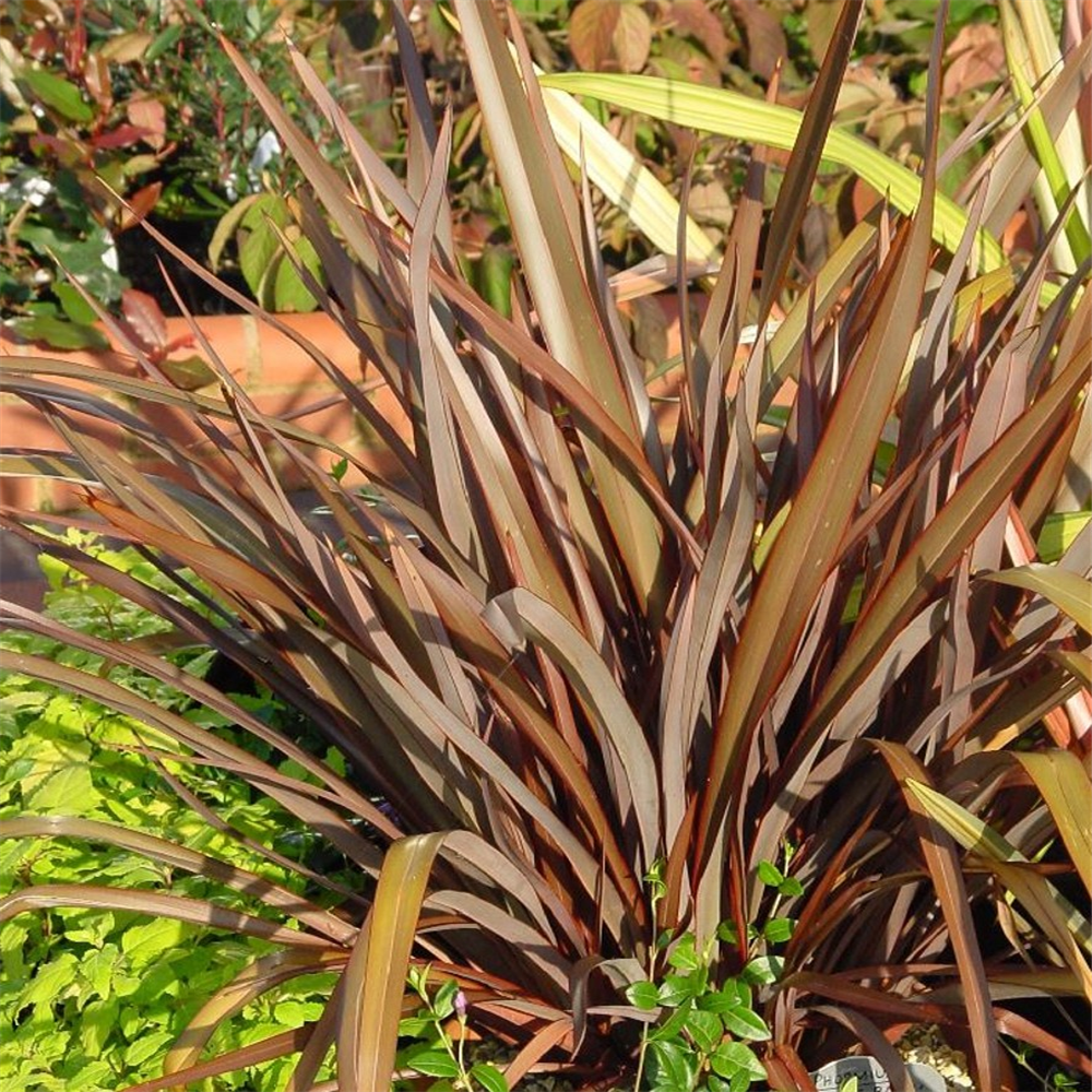 Phormium 'Bronze Baby' | Farmyard Nurseries