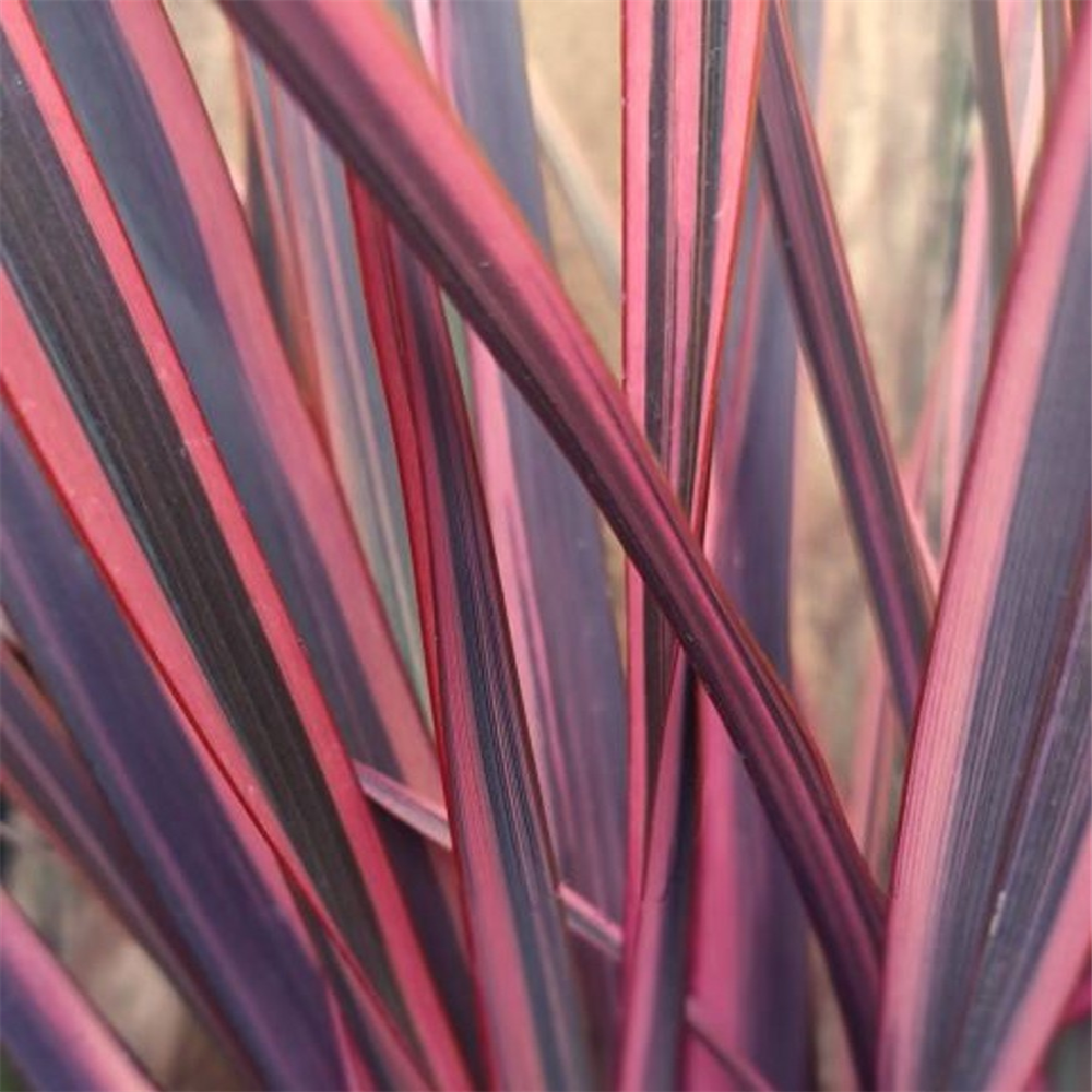 Phormium 'Rainbow Queen' | Farmyard Nurseries