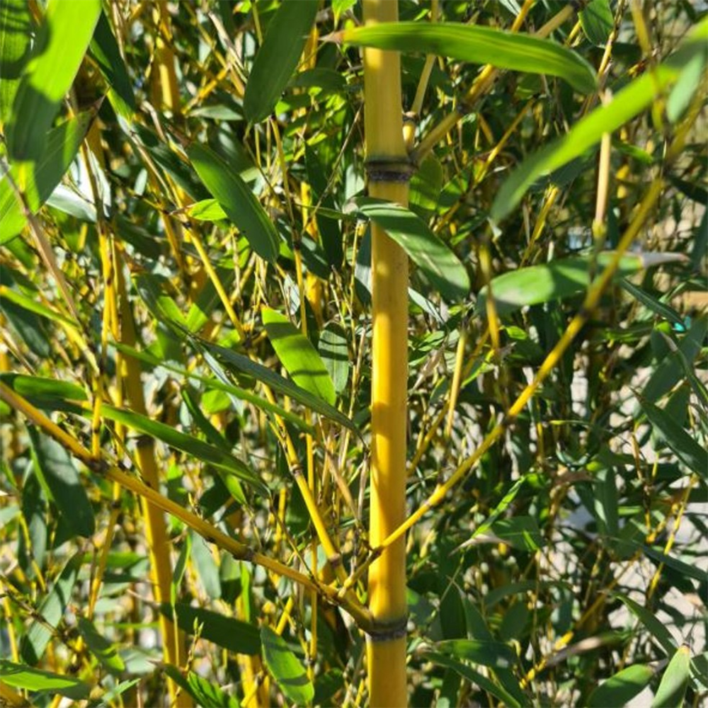 Phyllostachys aureosculata spectabilis | Farmyard Nurseries