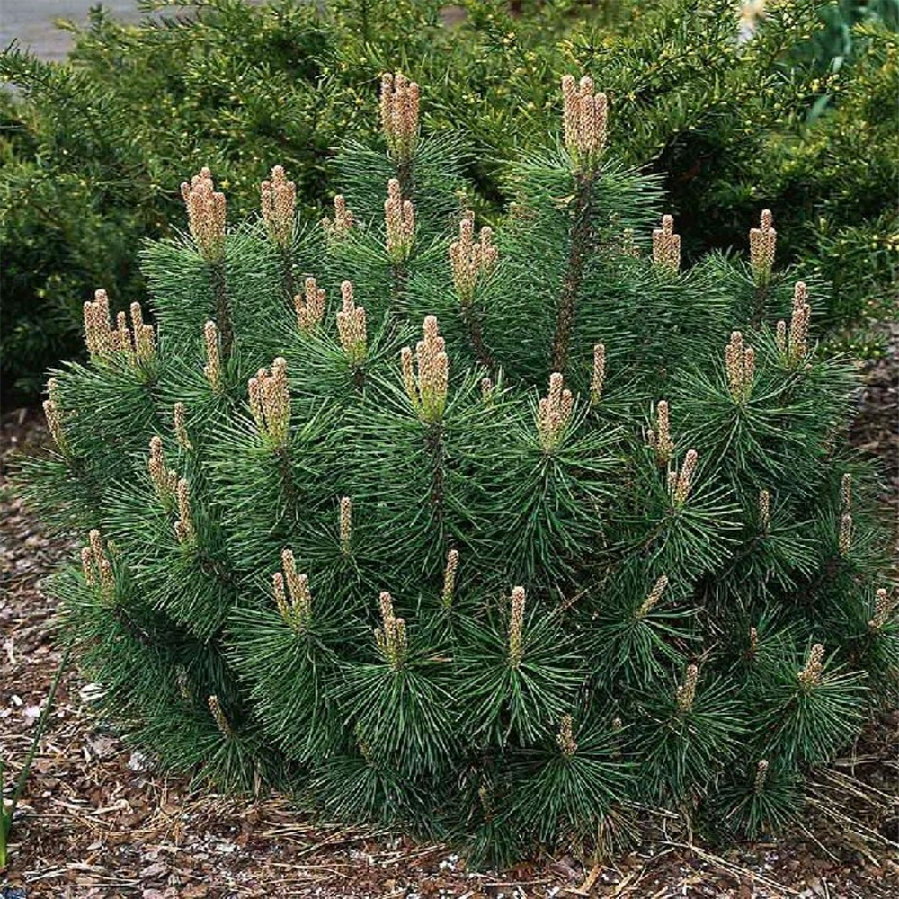 Pinus mugo 'Mughus' | Farmyard Nurseries