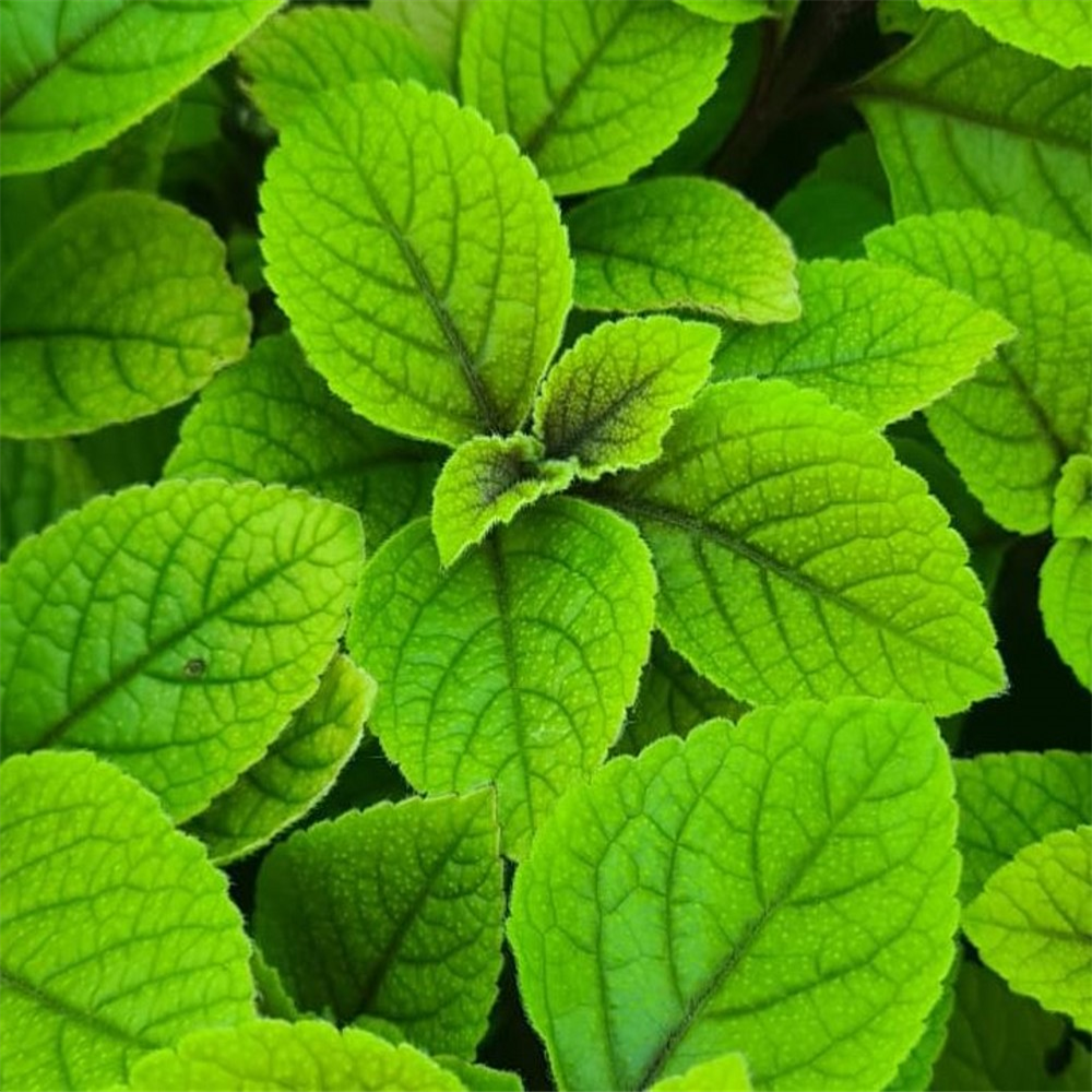 Plectranthus ciliatus 'Sasha' | Farmyard Nurseries