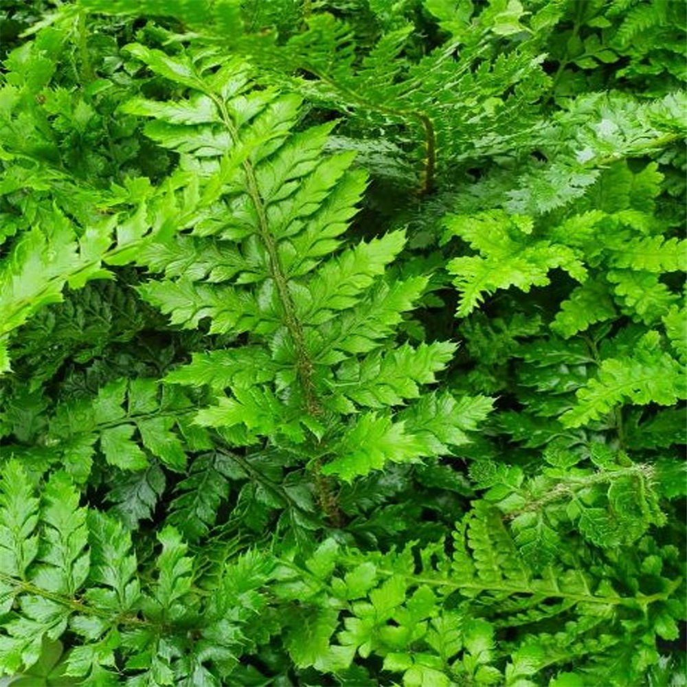 Polystichum setiferum | Farmyard Nurseries