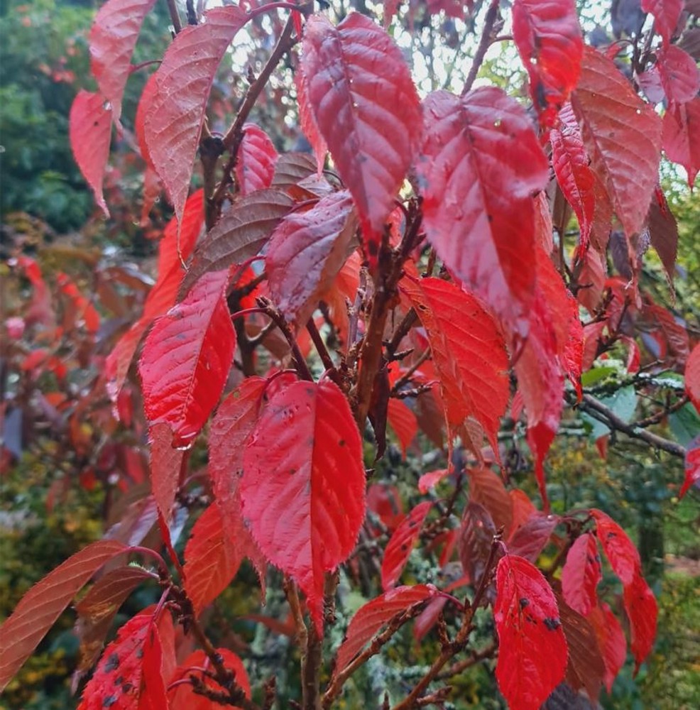 Prunus 'Royal Burgundy' | Farmyard Nurseries