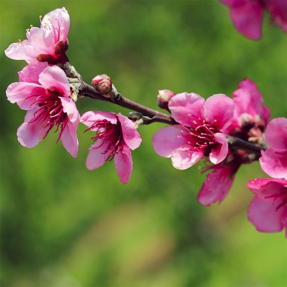 Prunus amygdalopersica 'Spring Glow' | Farmyard Nurseries