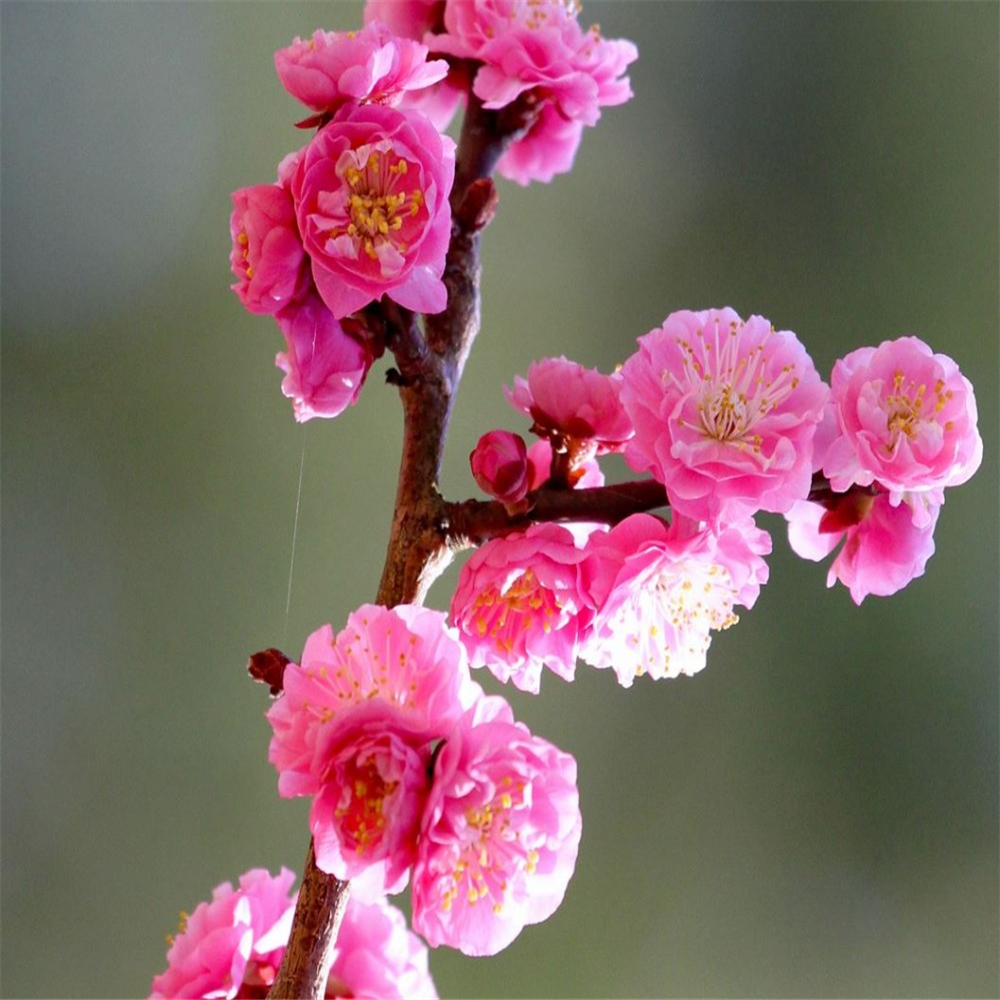 Prunus triloba 'Rosemund' | Farmyard Nurseries