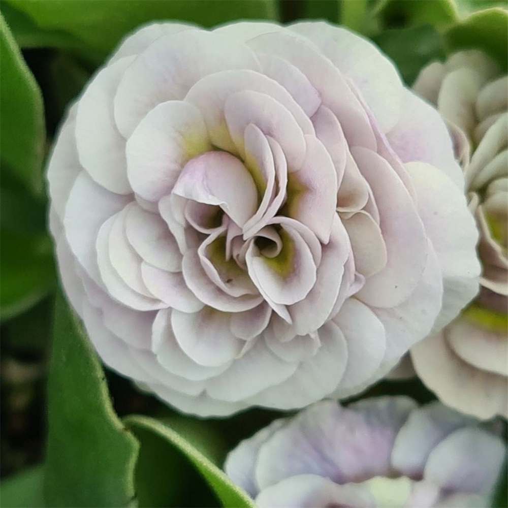 Primula auricula 'Firsby' | Farmyard Nurseries