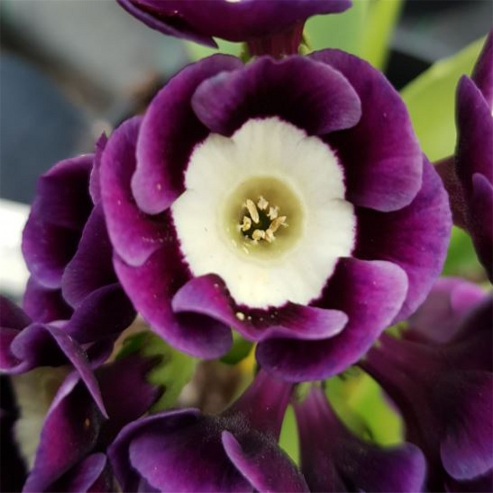 Primula auricula 'Meadowlark' | Farmyard Nurseries