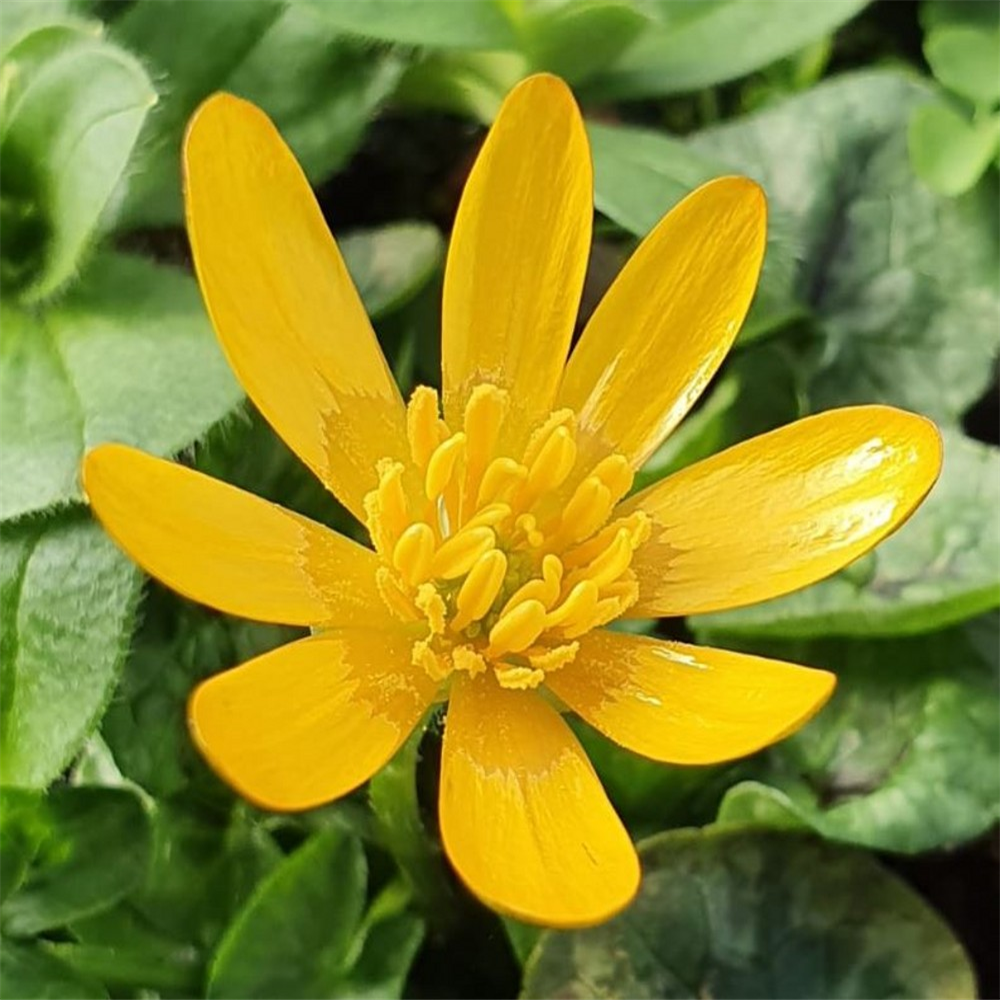 Ranunculus ficaria var. auriantacus group | Farmyard Nurseries