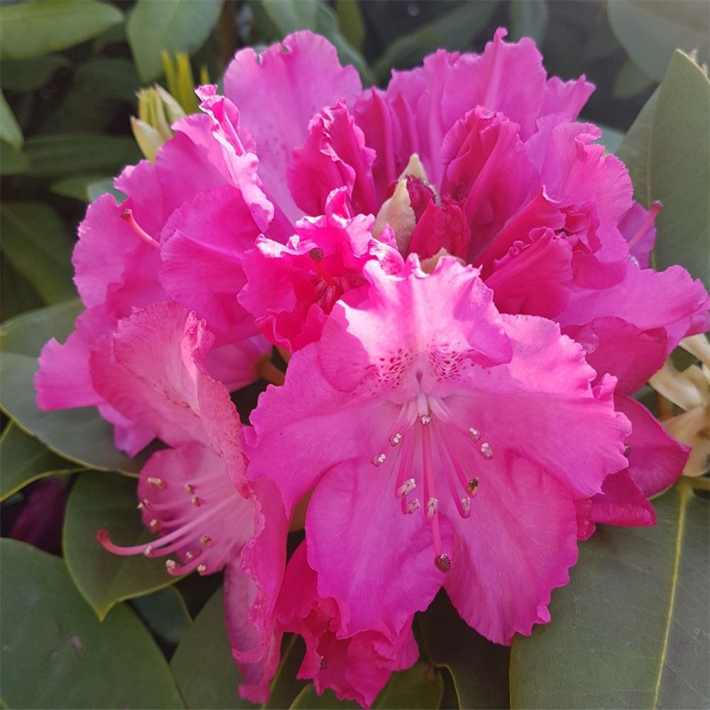 Rhododendron 'Germania' | Farmyard Nurseries