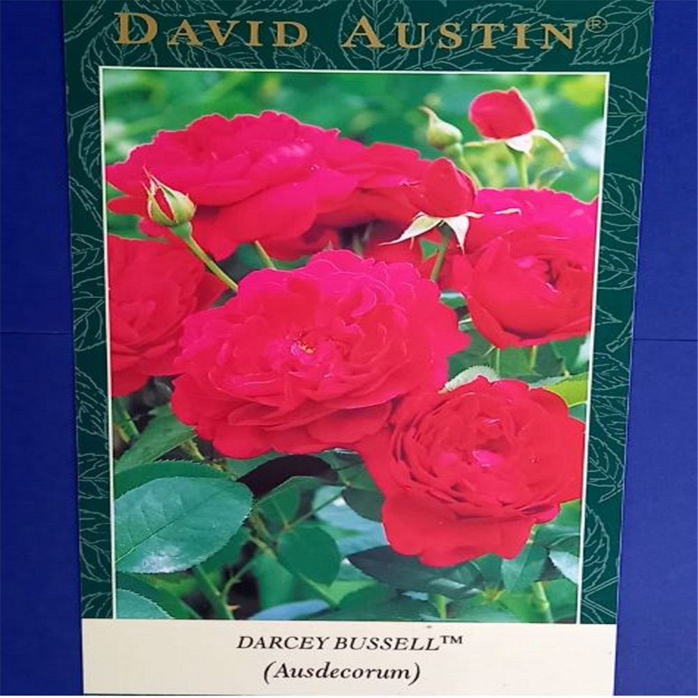 David Austin Calendar 2025 Uk 