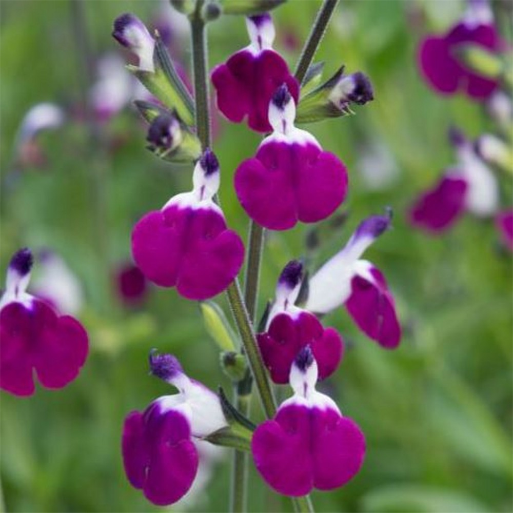 Salvia 'Amethyst Lips' | Farmyard Nurseries