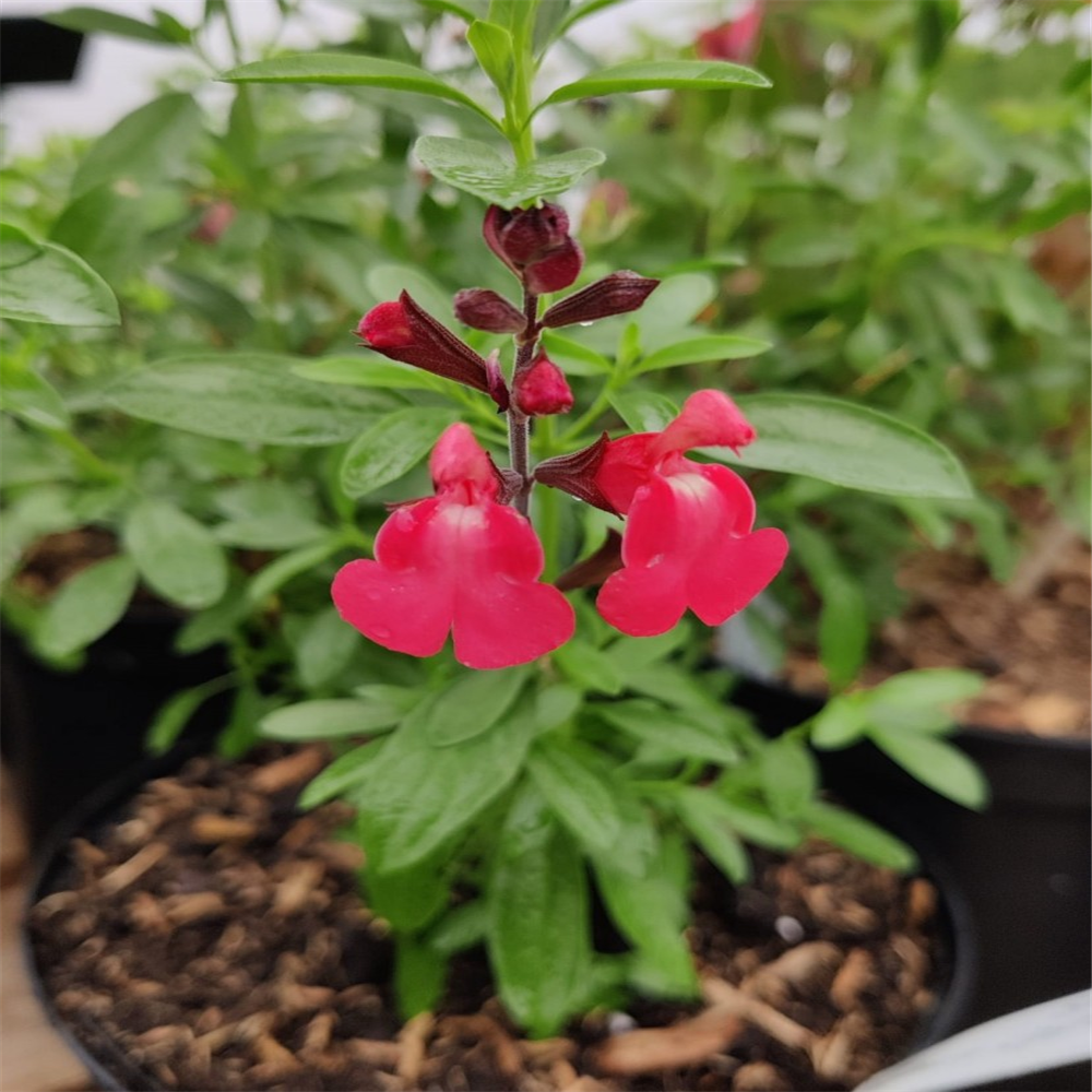 Salvia gregii 'Lipstick' | Farmyard Nurseries