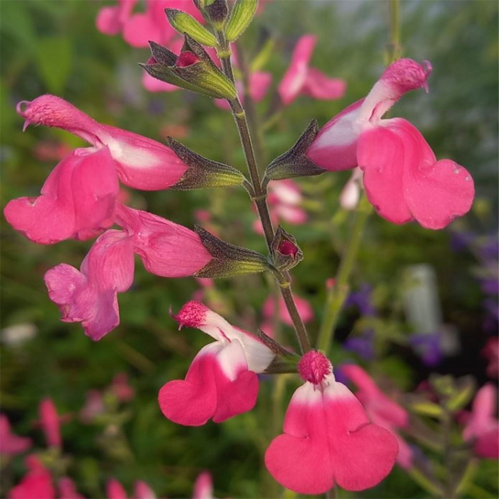 Salvia 'Pink Lips' | Farmyard Nurseries