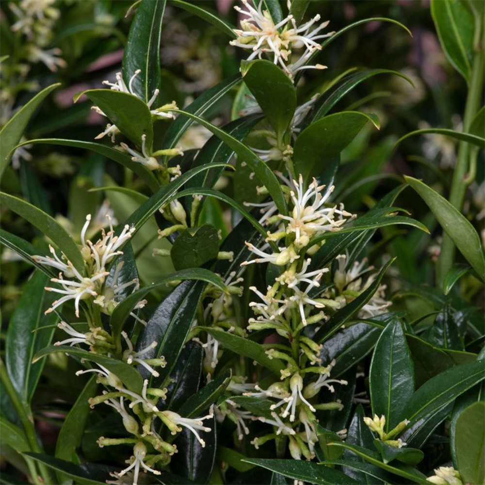 Sarcococca Ruscifolia Var Chinensis Dragon Gate Farmyard Nurseries