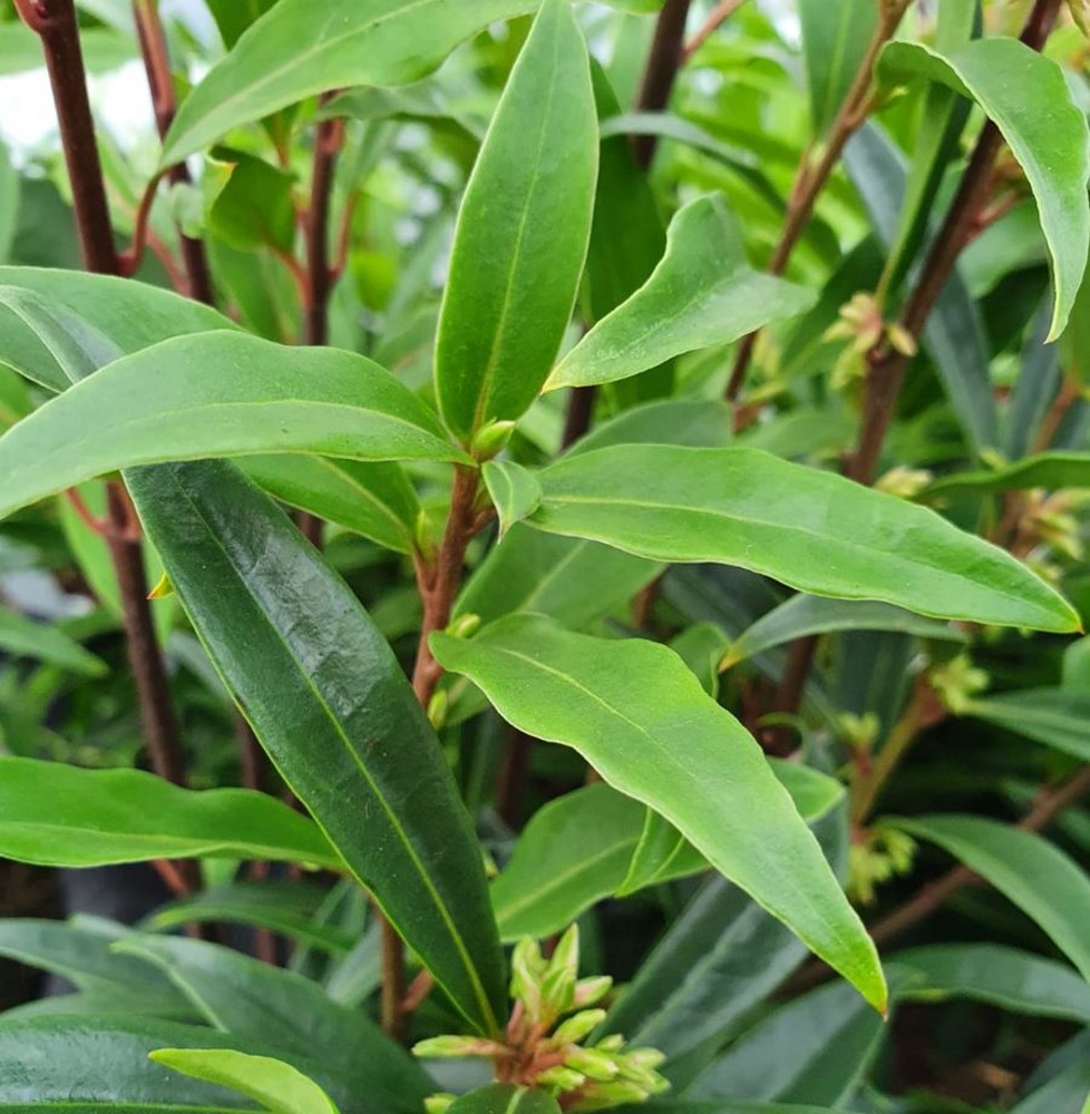 Sarcococca hookeriana 'Purple Stem' | Farmyard Nurseries