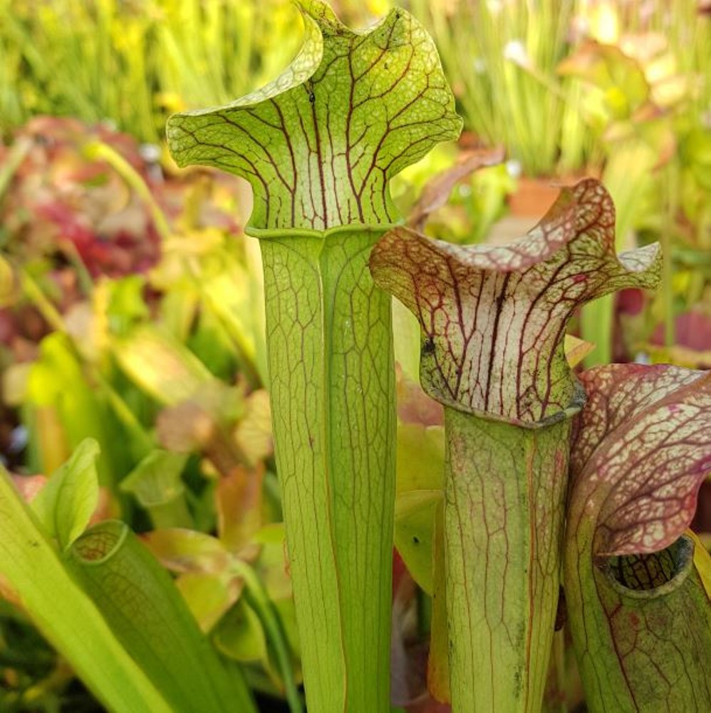 Sarracenia hybrid H 50 areolata x alata red throat A. Slack | Farmyard ...