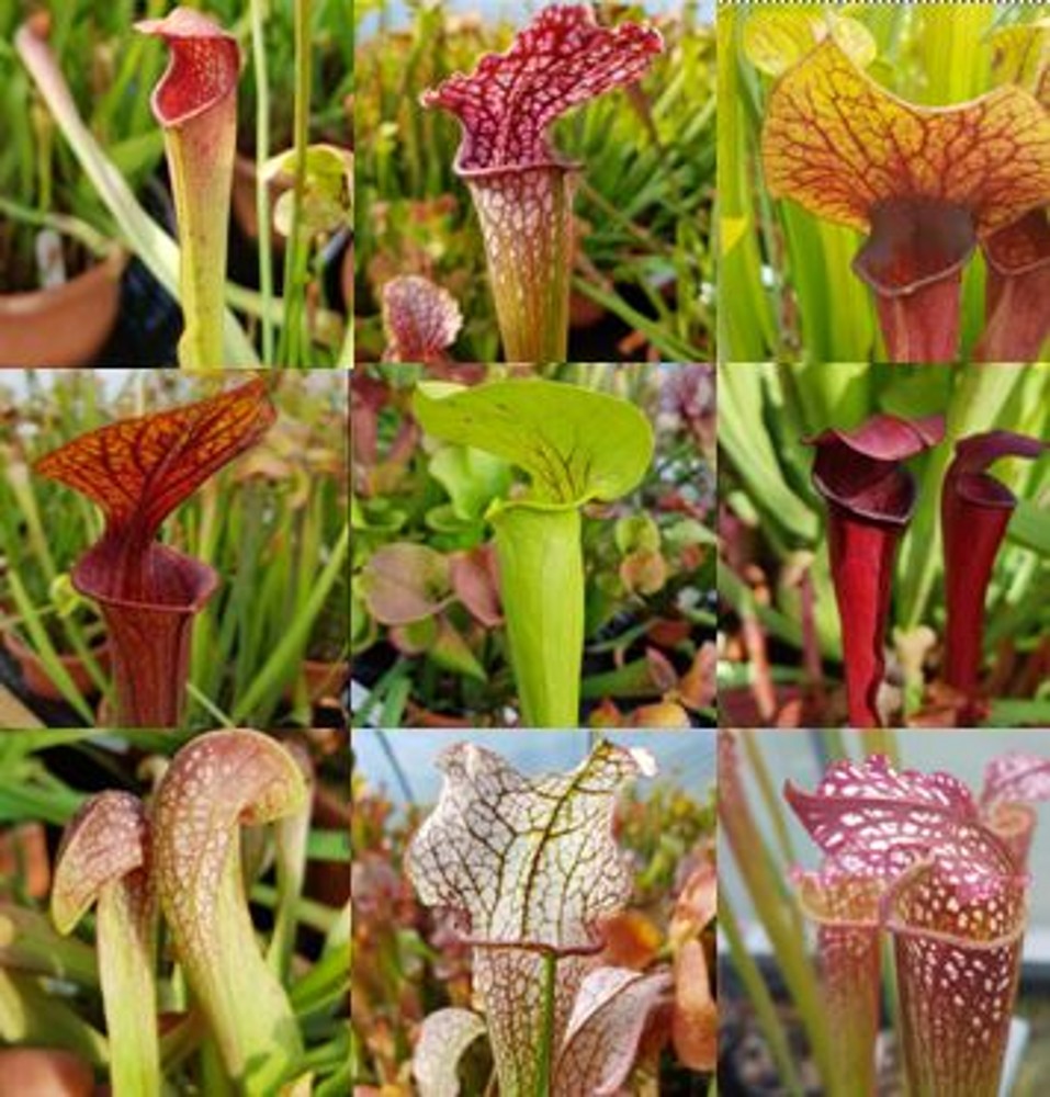 Sarracenia mixed hybrids In variety | Farmyard Nurseries