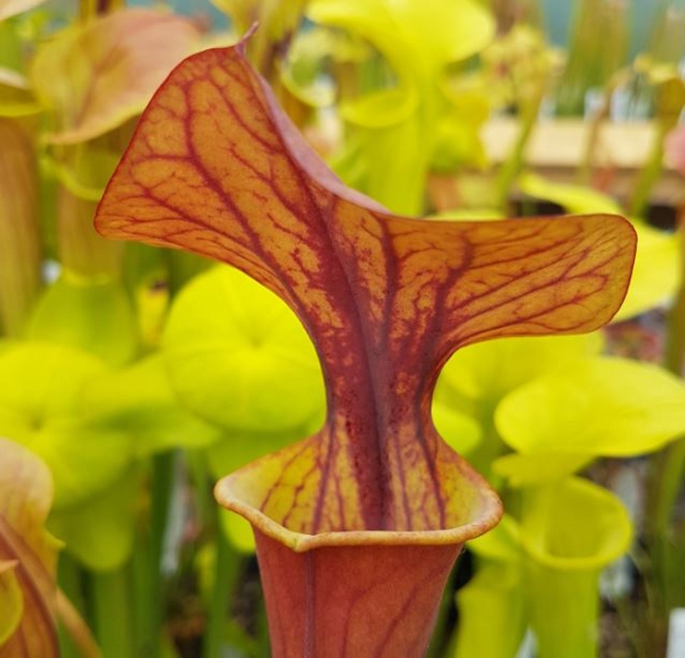 Sarracenia flava F CU 03 var. cuprea ex. J. Ainsworth | Farmyard Nurseries