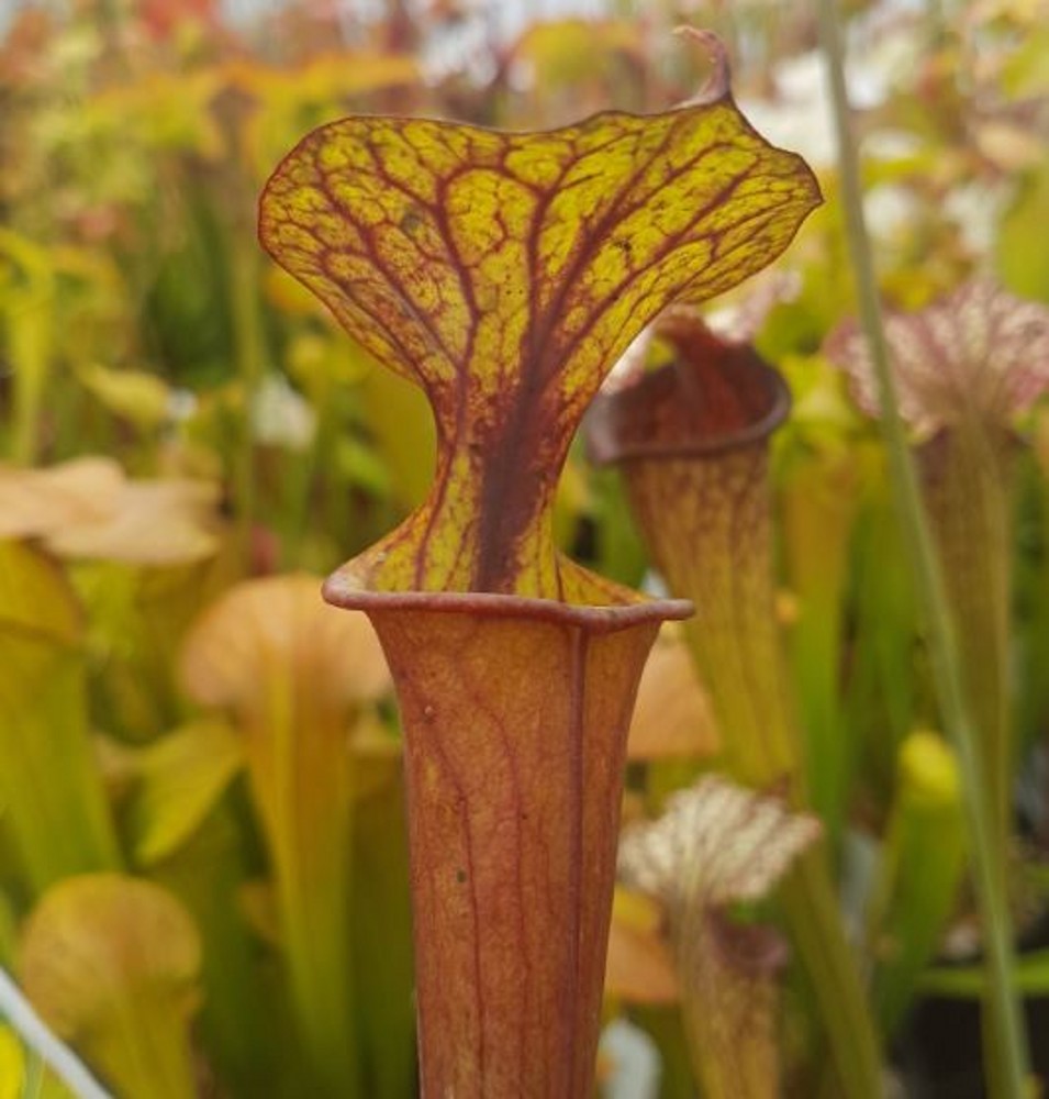 Sarracenia flava F FL 08 var. flava Giant Red Tube Apalachecola ...