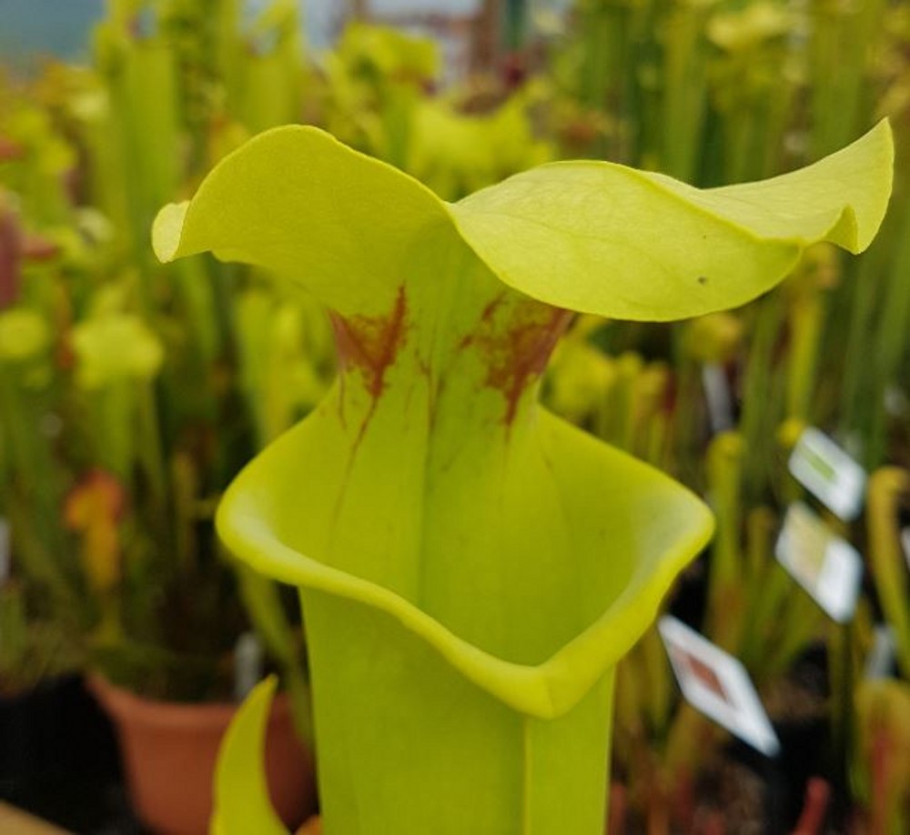 Sarracenia hybrid H 116 moorei Leiden Botanic Garden | Farmyard Nurseries