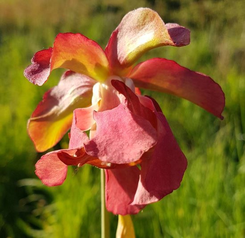 Sarracenia hybrid H 127 leucophylla x S. x excellens | Farmyard Nurseries