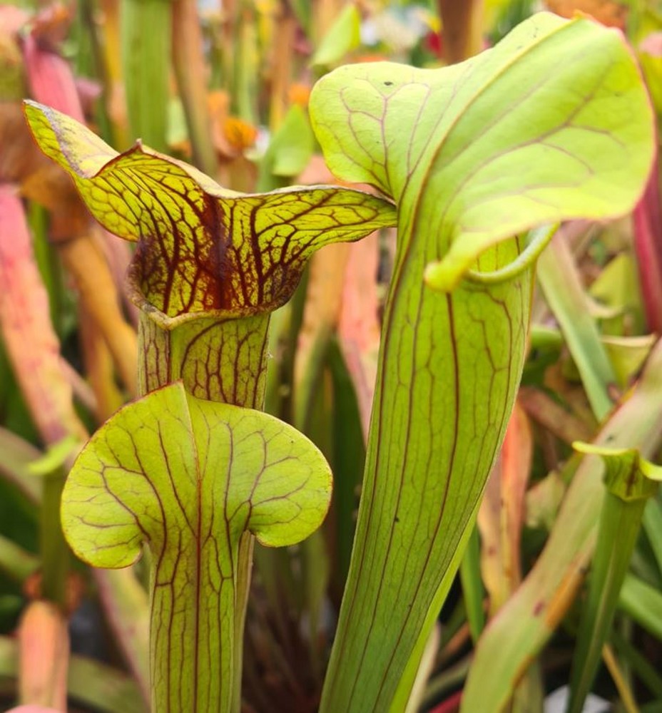 Sarracenia hybrid H 160 Sarracenia catesbyi x flava maxima | Farmyard ...