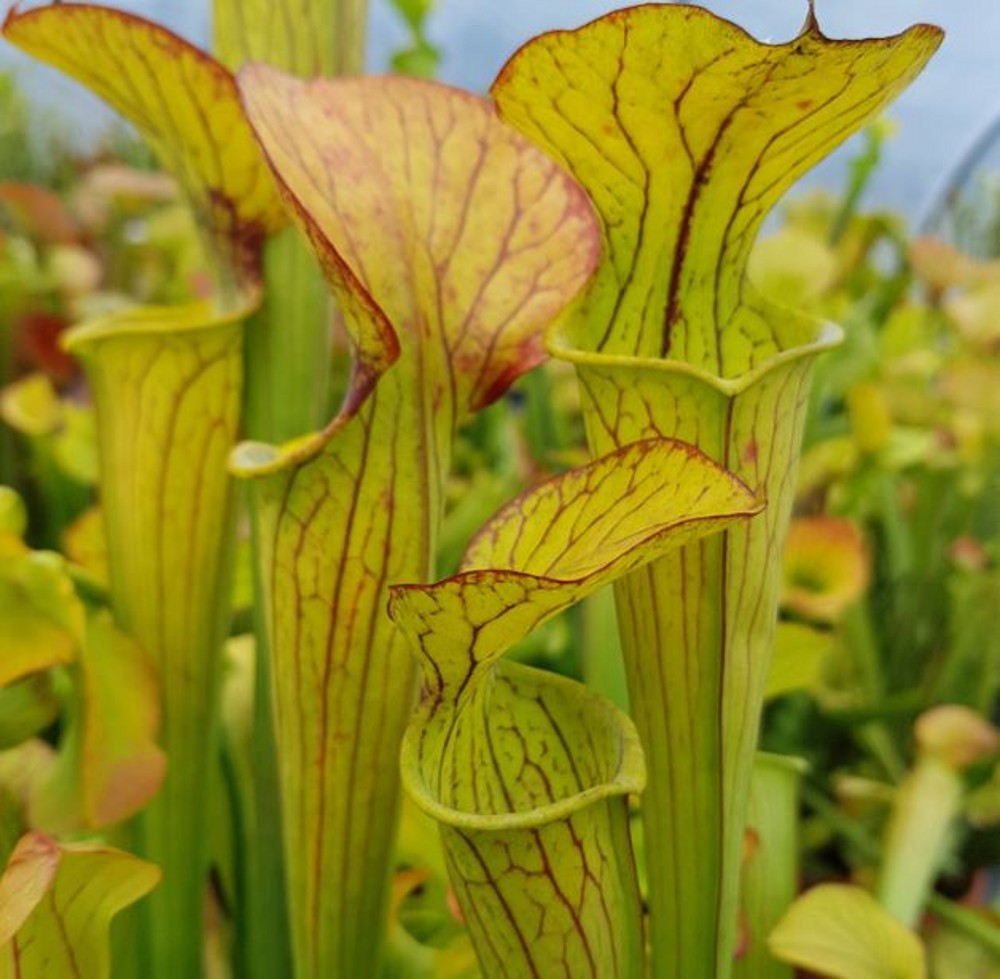 Sarracenia hybrid H 37 popei x flava var. maxima A. Slack (seed ...