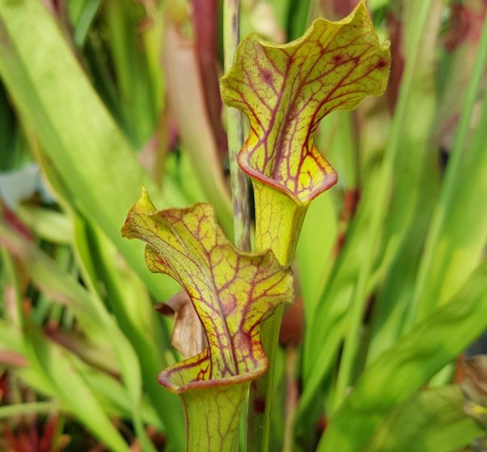 Sarracenia hybrid H 90 moorei red lips' Dutch origin | Farmyard Nurseries