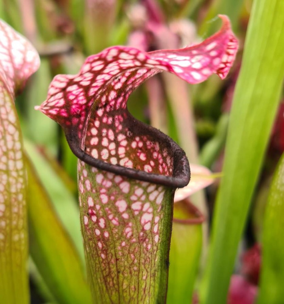 Sarracenia hybrid H 98 formosa x S. x excellens x minor 2008 T ...