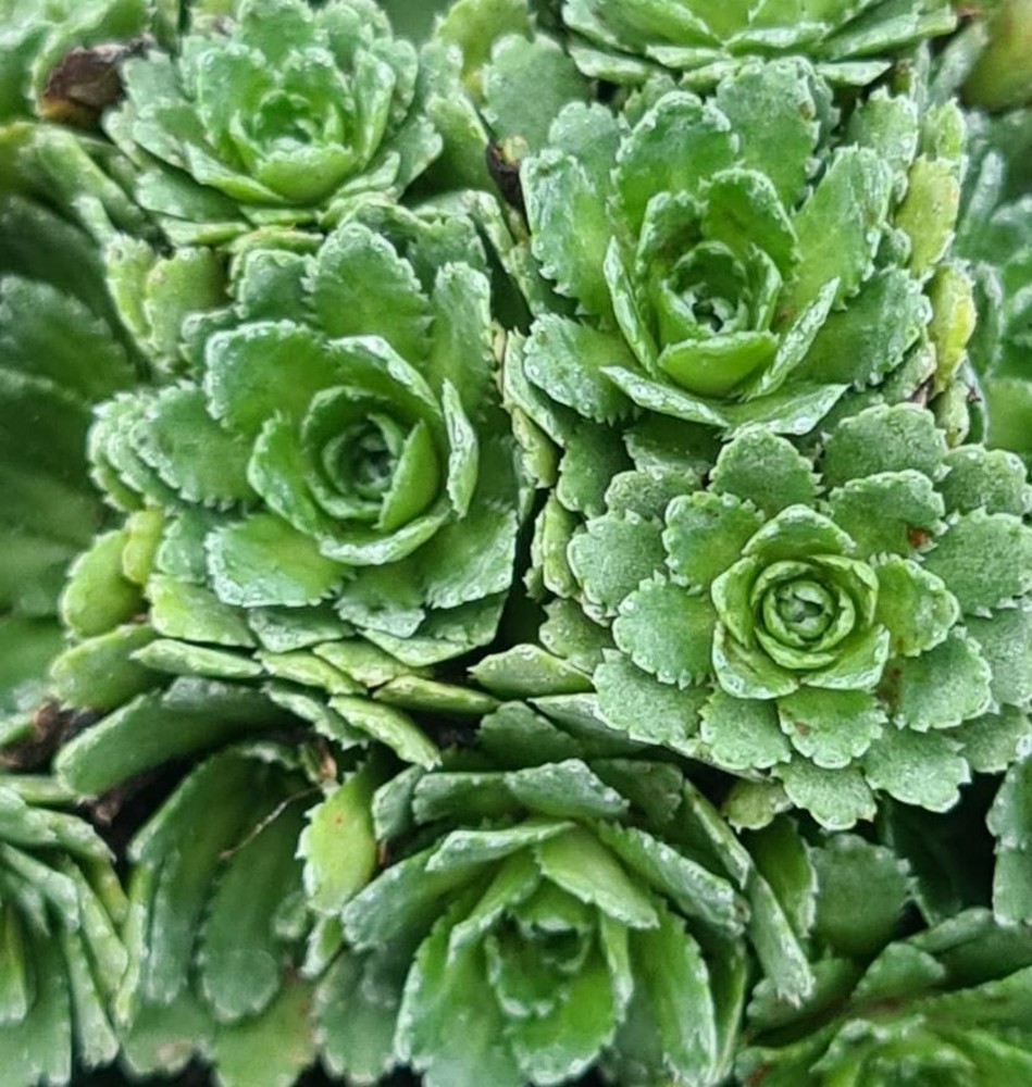 Saxifraga paniculata var. portae | Farmyard Nurseries