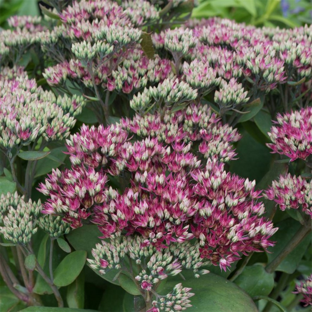 Sedum 'Class Act' | Farmyard Nurseries