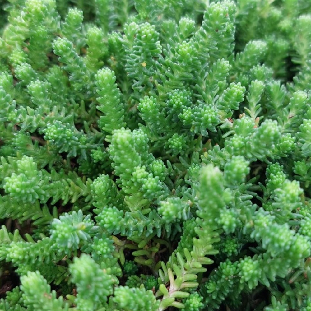 Sedum Sexangulare Weisse Tatra Farmyard Nurseries 4256